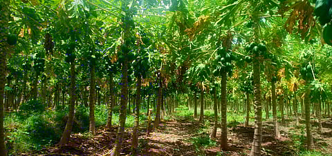 கம்பம் பள்ளத்தாக்கு பகுதியில் இருந்துவெளிமாநிலங்களுக்கு அனுப்பப்படும் பப்பாளிகள்