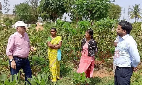 அத்திப்பழம் சாகுபடி செய்து அசத்தும் பட்டதாரி பெண்