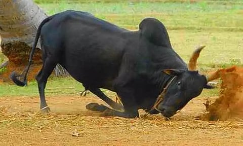 அந்தியூர் கால்நடை சந்தையில் காங்கேயம் காளை மாடு ஜோடி ரூ.2 லட்சத்துக்கு விற்பனை