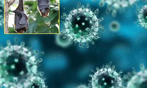 வவ்வால் கடித்ததால் வந்த பாதிப்பு... மாணவியை தாக்கிய நிபா வைரஸ்..!!