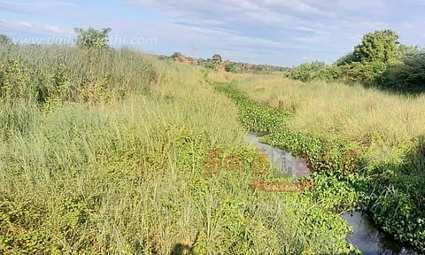 புதா மண்டி காணப்படும் கட்டேரி வடிகால் வாய்க்கால்