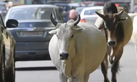 அய்யப்பன்தாங்கல் ஊராட்சியில் மாடு முட்டியதில் கர்ப்பிணி உள்பட 3 பேர் படுகாயம்