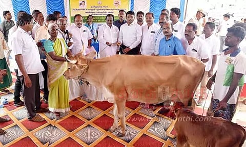 பழங்குடியின மக்களுக்கு கறவை மாடுகள்