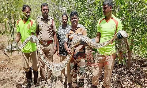 ஆட்டை விழுங்கிய மலைப்பாம்பு மீட்பு