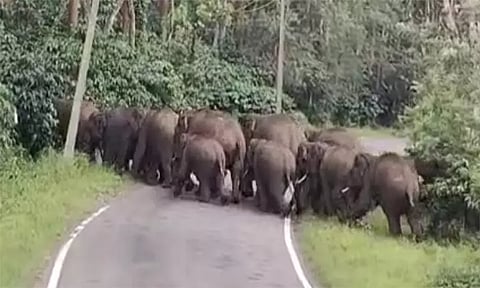 விராஜ்பேட்டையில் 27 காட்டு யானைகள் வனப்பகுதிக்குள் விரட்டியடிப்பு