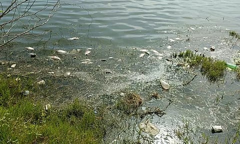 ஏரியில் செத்து மிதந்த மீன்கள்