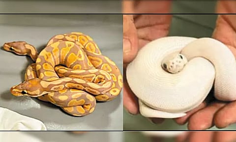 தாய்லாந்தில் இருந்து சென்னைக்கு விமானத்தில் கடத்தி வந்த 15 மலைப்பாம்பு குட்டிகள் - திருப்பி அனுப்ப அதிகாரிகள் நடவடிக்கை