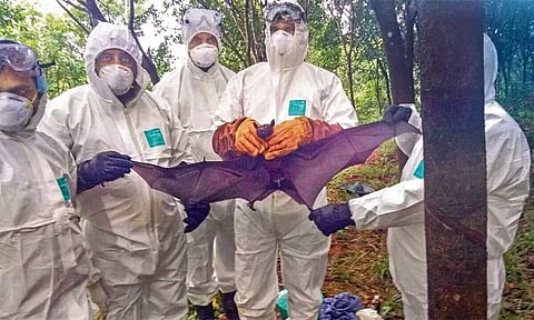 ஆஸ்திரேலியாவில் இருந்து மருந்து கொள்முதல் கொரோனாவை விட 'நிபா' வைரசால் இறப்பு விகிதம் மிக அதிகம்: மருத்துவ ஆராய்ச்சி கவுன்சில் தகவல்