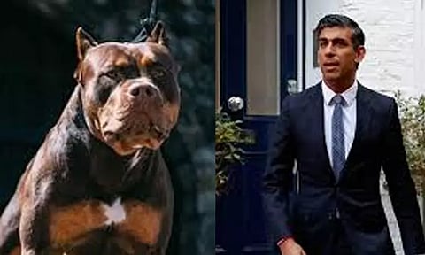 அமெரிக்க இன நாய்களுக்கு தடை விதிக்க ரிஷி சுனக் திட்டம்; நெட்டிசன்கள் இடையே கடும் எதிர்ப்பு