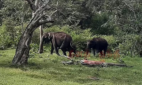 வனவிலங்குகள் நடமாட்டம் அதிகரிப்பு