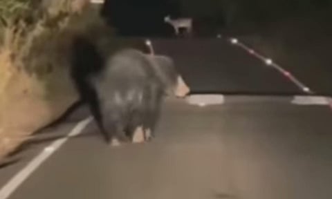 உடுமலை-மூணாறு சாலையில் உலா வரும் கரடியால் வாகன ஓட்டிகள் அச்சம்