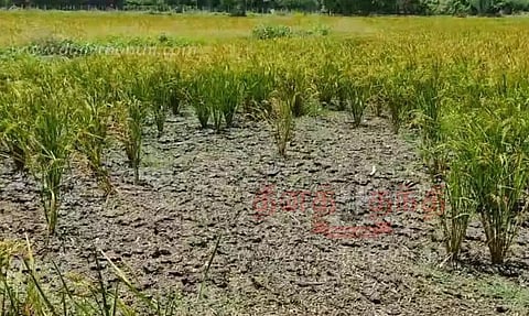 தண்ணீரின்றி காயும் குறுவை