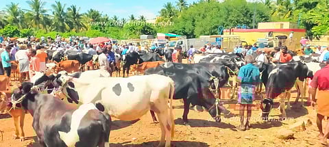 சீனாபுரம் சந்தையில் ரூ.1½ கோடிக்கு மாடுகள் விற்பனை