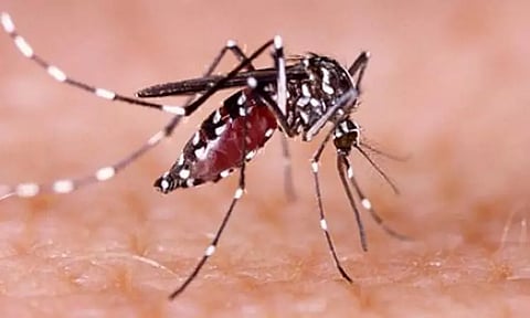 வங்காளதேசத்தில் அதிர்ச்சி; டெங்கு பாதிப்பு 800-க்கும் மேற்பட்டோர் உயிரிழப்பு