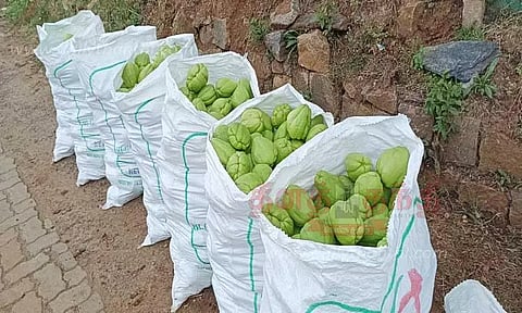 மேரக்காய் கொள்முதல் விலை வீழ்ச்சி