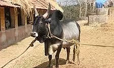 அந்தியூர் கால்நடை சந்தையில் கொங்கு காளை மாடு ஜோடிரூ.2 லட்சத்துக்கு விற்பனை