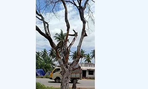 பட்டுப்போன மரங்களை அகற்ற வேண்டும்