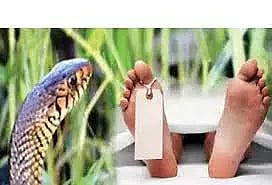 பாம்பு கடித்து சிறுவன் பலி