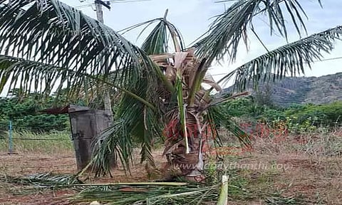 தோட்டத்தில் காட்டு யானைகள் அட்டகாசம்