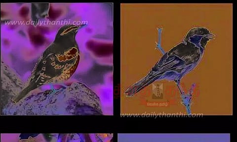 சேலம் மாவட்டத்தில் 59 சதவீத பறவை இனங்கள் குறைந்து விட்டன