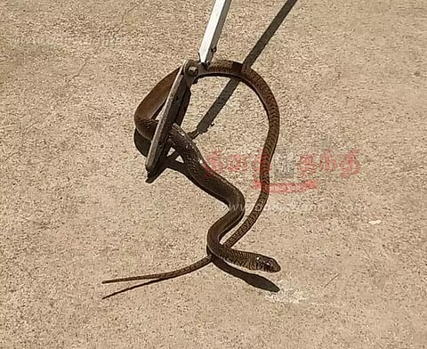 பாலக்கோடுதொழிலாளி வீட்டில் புகுந்த பாம்பு பிடிபட்டது