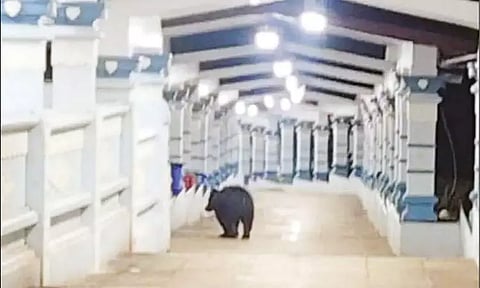 திருப்பதி அலிபிரி நடைபாதையில் கரடி நடமாட்டம்: பக்தர்கள் அச்சம்