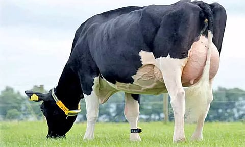 சத்தான பால் கிடைக்க மாடுகளுக்கு அளிக்க வேண்டிய தீவனங்கள்