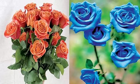 ரோஜாக்களின் நிறமும், குணமும்..!