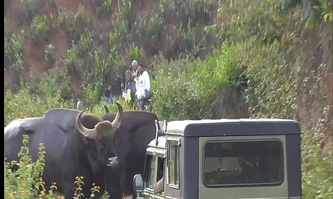 குன்னூர் அருகே சாலையின் நடுவே ஆக்ரோஷமாக சண்டையிட்ட 3 காட்டெருமைகள்-2 மணி நேரம் போக்குவரத்து பாதிப்பு