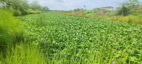 வளவனார் வடிகாலை ஆக்கிரமித்துள்ள ஆகாயத்தாமரை