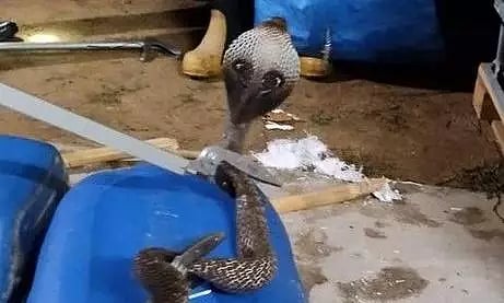 சோப்பு ஆயில் கம்பெனிக்குள் புகுந்த பாம்பு