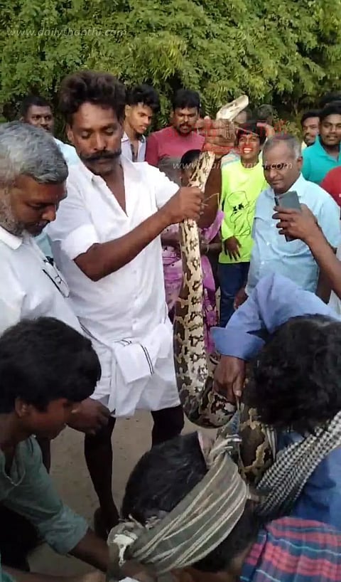 சூளகிரி அருகேதேசிய நெடுஞ்சாலையில் மலைப்பாம்பு பிடிபட்டது