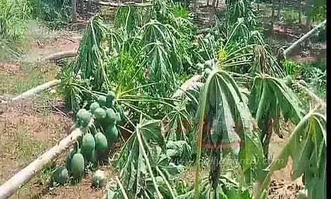 சிவகங்கை பகுதியில் சூறைக்காற்று- 100 ஏக்கர் பப்பாளி மரங்கள் சாய்ந்தன