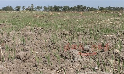 குறுவை சாகுபடி பாதிக்கப்பட்டால் நிவாரணம்: வேளாண் துறை அறிவிப்பு
