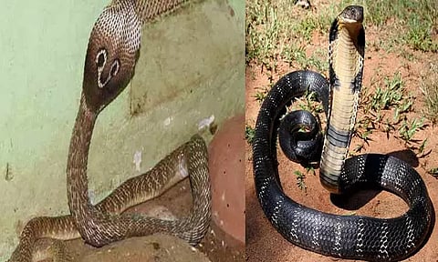 பாம்புகள் பற்றி தெரிந்து கொள்வோம்