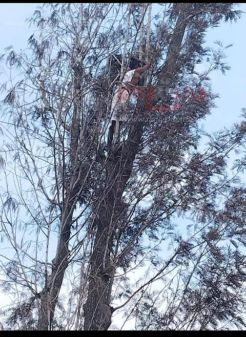 கொல்லிமலை அரப்பளீஸ்வரர் கோவில் அருகேமரத்தில் ஏறி தியானம் செய்த வாலிபரால் பரபரப்பு