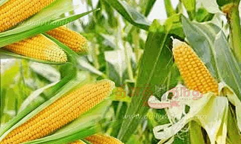 மக்காச்சோளம் அறுவடை தீவிரம்