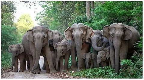 விளை நிலத்திற்குள் புகுந்து காட்டுயானை கூட்டம் அட்டகாசம்