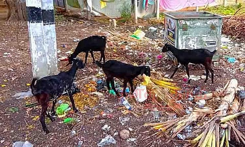 குப்பைகளால் சுகாதார சீர்கேடு