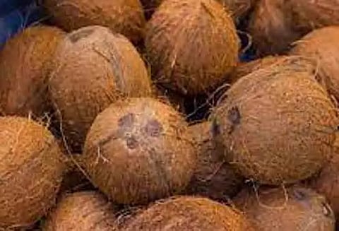 ரூ.2¼ லட்சத்துக்கு தேங்காய் ஏலம்