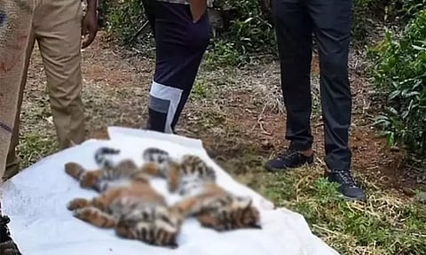 10 புலிகள் உயிரிழந்த விவகாரம்: தேசிய புலிகள் ஆணைய குழுவினர் நாளை ஊட்டி வருகை