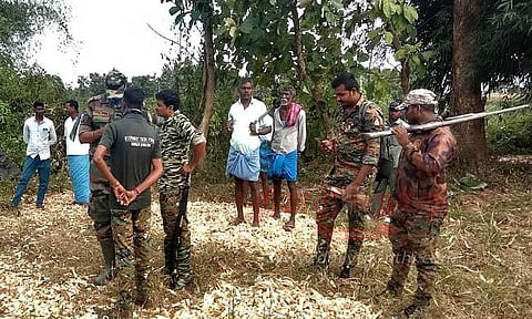 ஒற்றை காட்டு யானையை விரட்டியடிக்க வனத்துறையினர் தீவிர முயற்சி