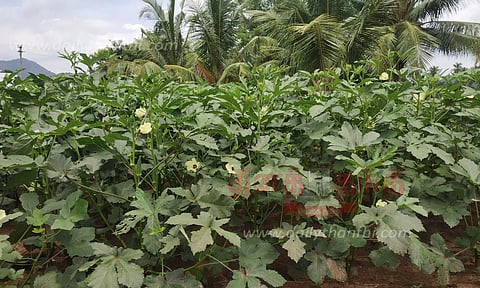 விளைச்சல் அதிகரிப்பால் வெண்டைக்காய் விலை வீழ்ச்சி