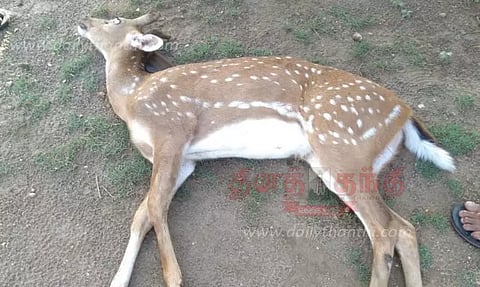 நாய் கடித்ததில் புள்ளிமான் சாவு