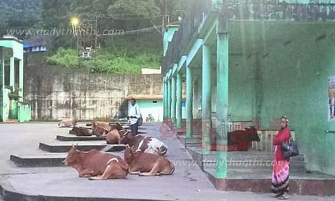 கால்நடைகளின் கூடாரமாக மாறிய பந்தலூர் பஸ் நிலையம்