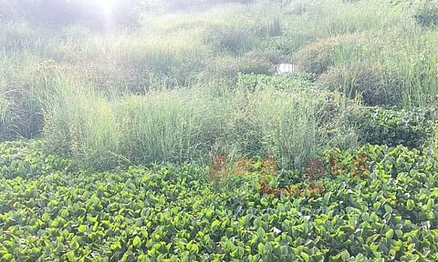 மாலையிட்டான் வாரி வாய்க்காலை தூர்வார வேண்டும்