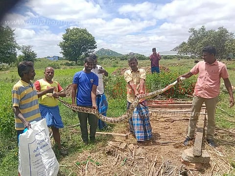மாந்தோப்பில் மலைப்பாம்பு பிடிபட்டது