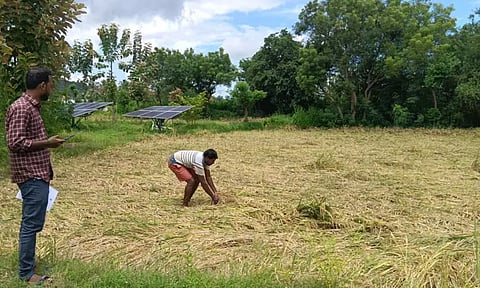 கனமழை காரணமாக நெற்பயிர்கள் நாசம்