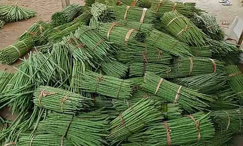 அரவக்குறிச்சி பகுதியில் முருங்கைக்காய் விளைச்சல் குறைந்தது