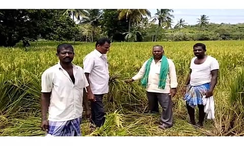 காட்டு யானைகளால் பயிர்கள் சேதம்